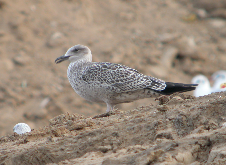 Gaviota Sombría 2ww.jpg