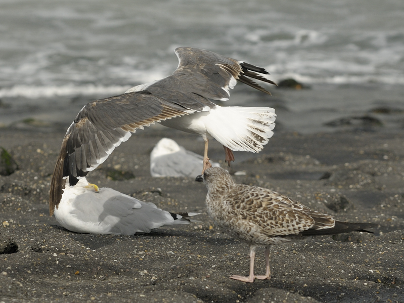 lbbg_3cy_20100916_0363.jpg