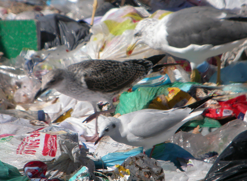 Gaviota Sombría a.jpg