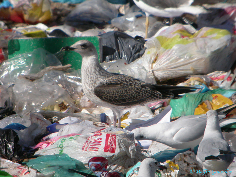 Gaviota Sombría b.jpg
