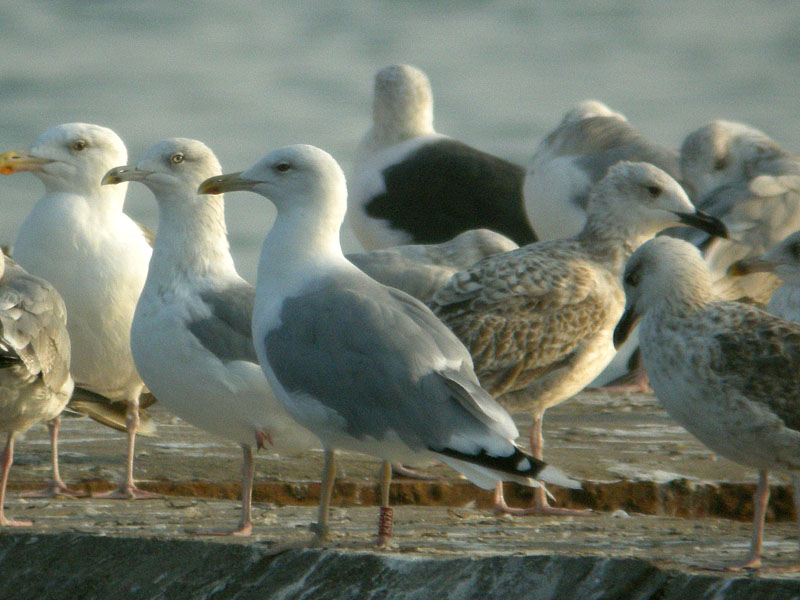 25092010 larus jastarnia mrycak 03.jpg