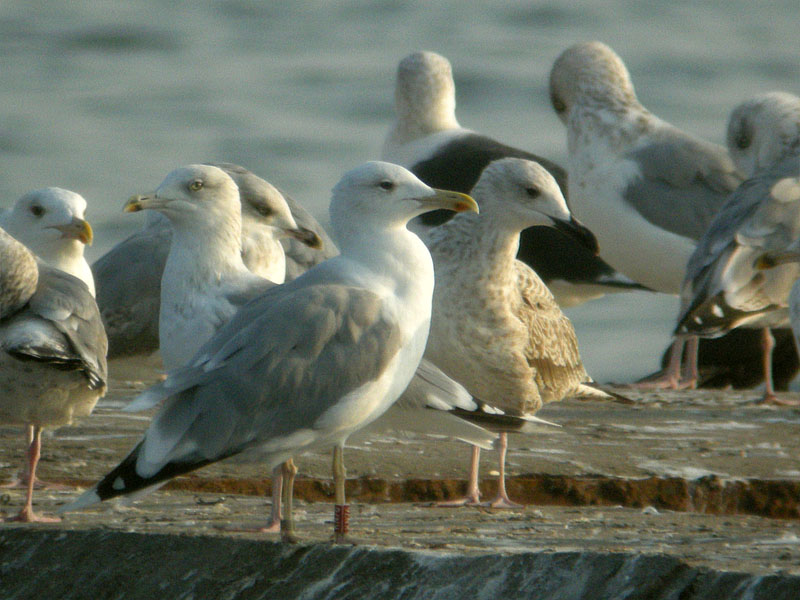 25092010 larus jastarnia mrycak 02.jpg