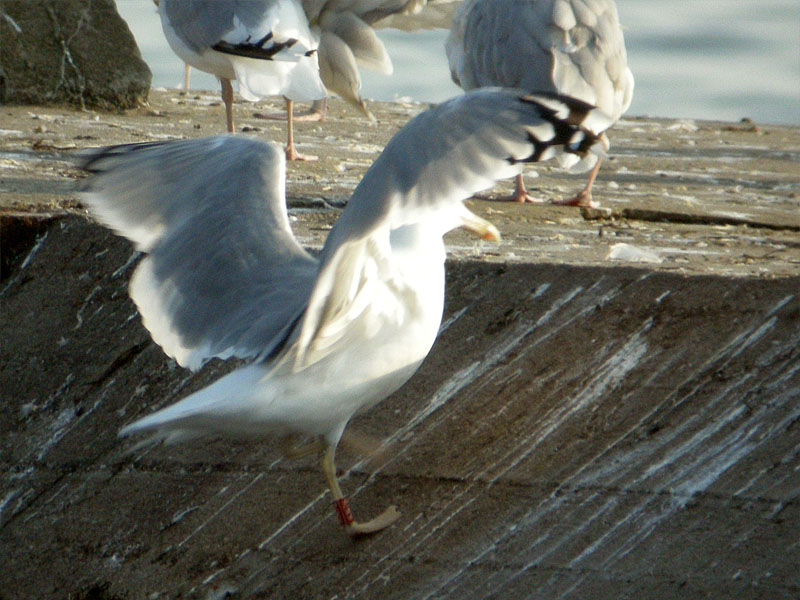 25092010 larus jastarnia mrycak 01.jpg