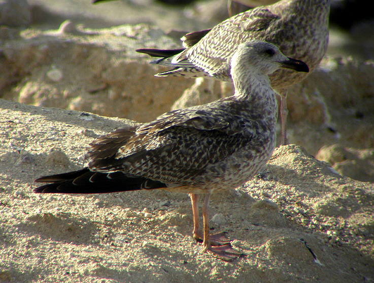 Gull 1º winter.jpg