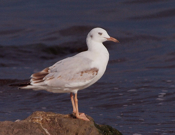 P9292270mm.jpg