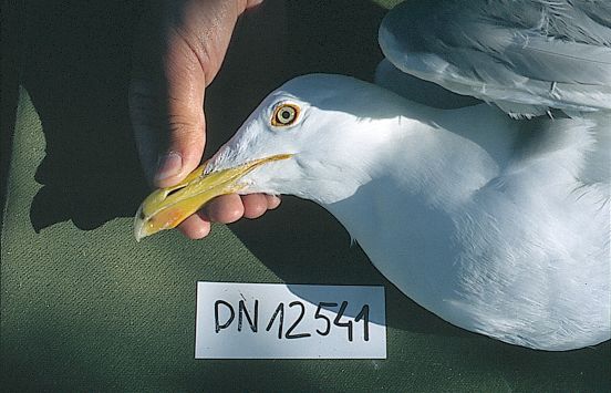 P691b.jpg