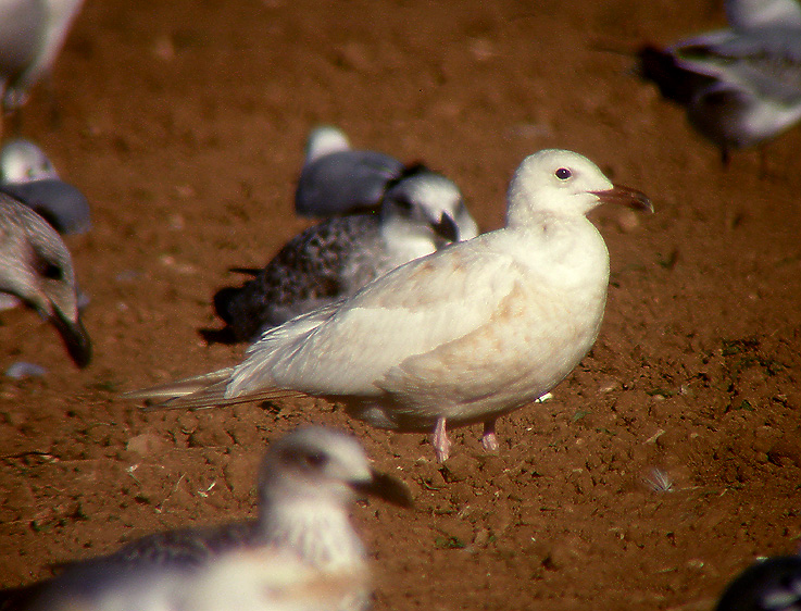 Audouin albina 02.jpg
