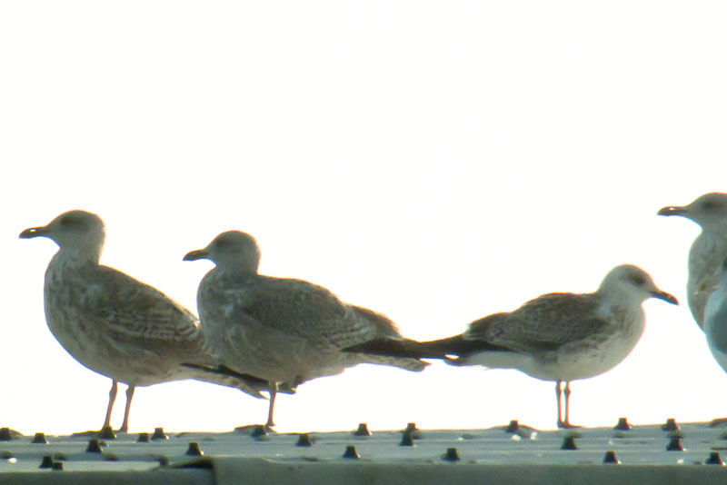 Larus spec b-1160955.jpg