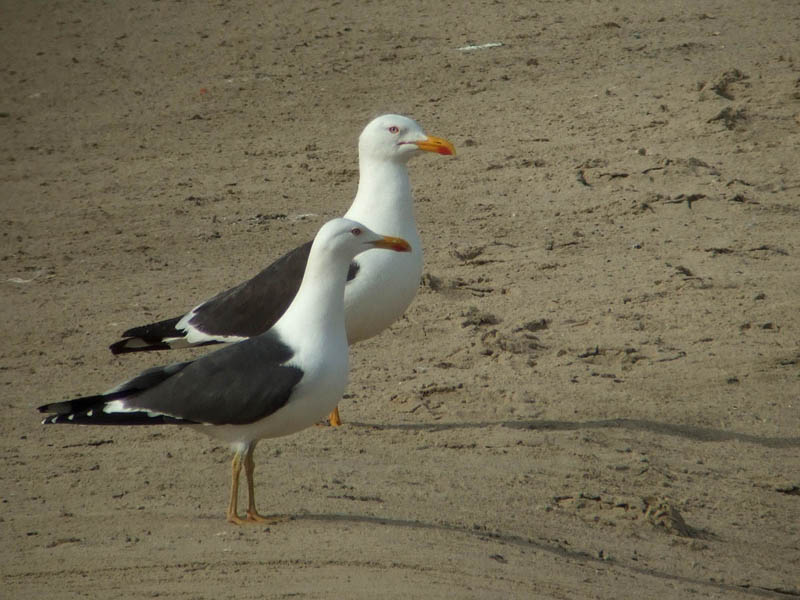 breeding fus 2009 01.jpg