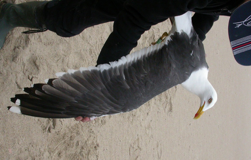 breeding fus 2009 02.JPG