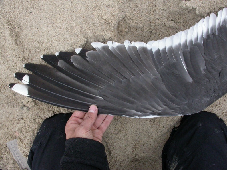 breeding fus 2009 03.JPG