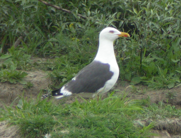 breeding fus 2009 04.JPG