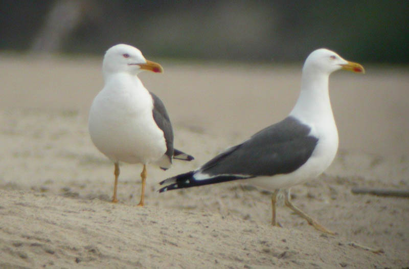 breeding fus 2009 05.JPG
