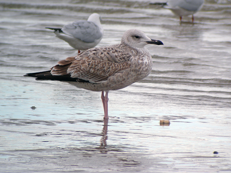 DSCN5731.jpg