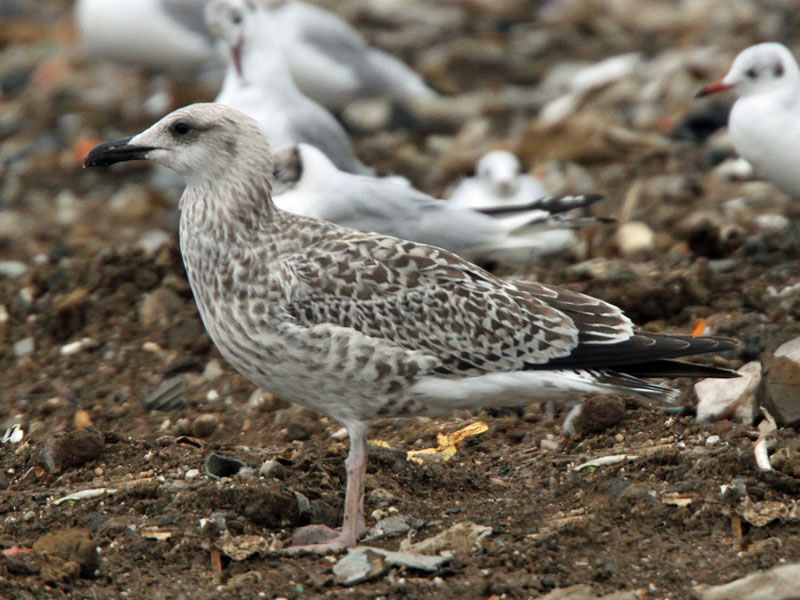 gull_essex_2010aug07_IMG_4325.jpg