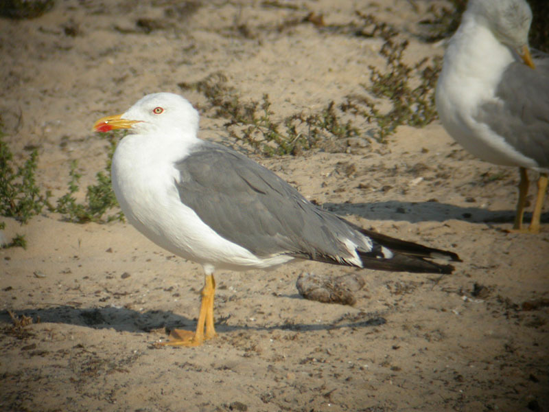 gull_cantabrican_aug2005_DSCN1533.jpg