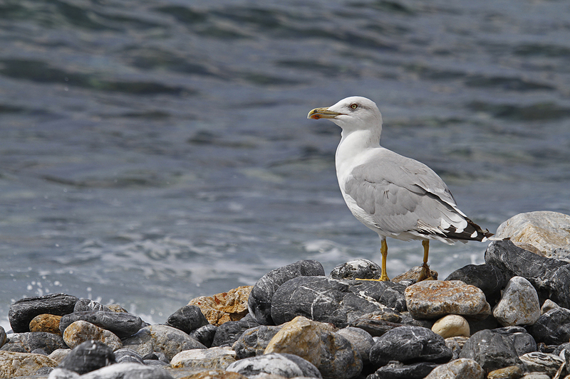 Argus-sp-Alanya-170910.jpg
