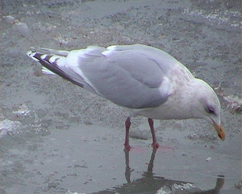 KumliensGullAd18NewfoundlandJan03d.jpg
