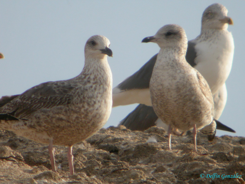 Gaviota Cana w.jpg