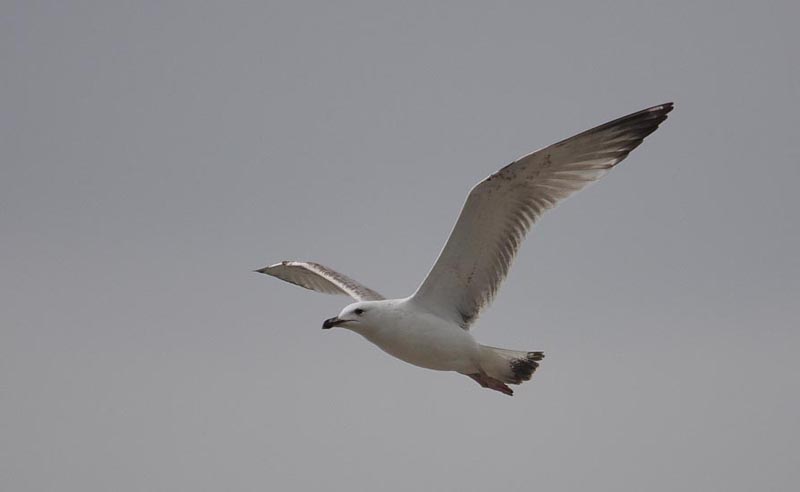 CaspianGull2w_Hermalle__28-02-2009_005.jpg