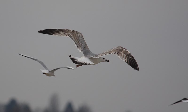 CaspianGull2w_Hermalle__28-02-2009_004.jpg