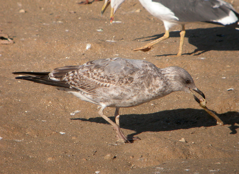 Gaviota ssp 2 w.jpg