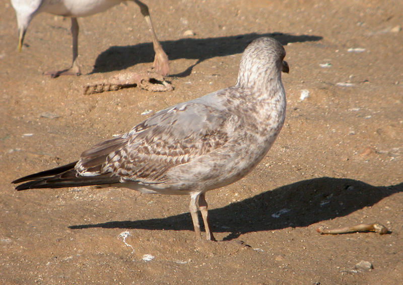 Gaviota ssp 2a w.jpg