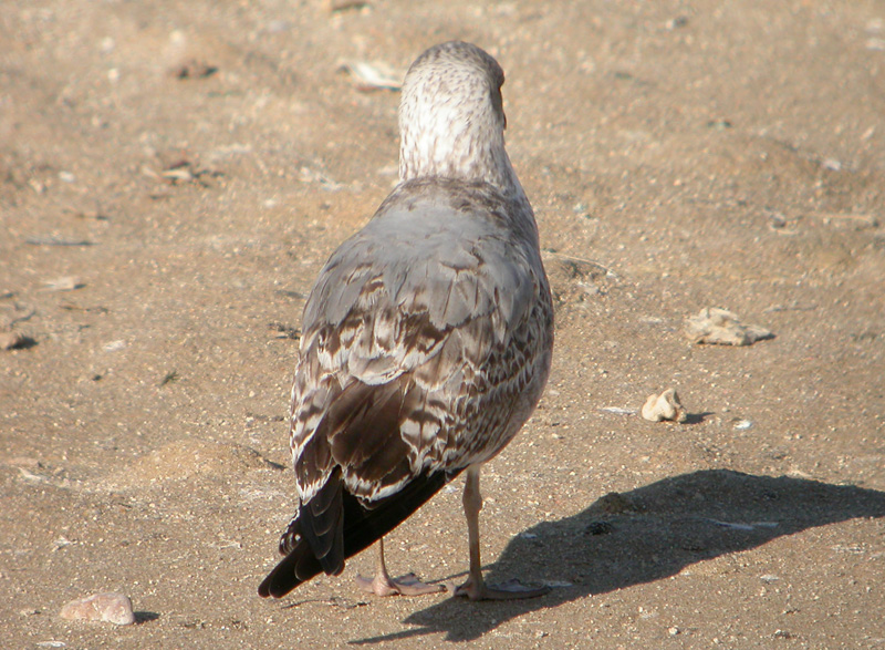 Gaviota ssp 2b w.jpg