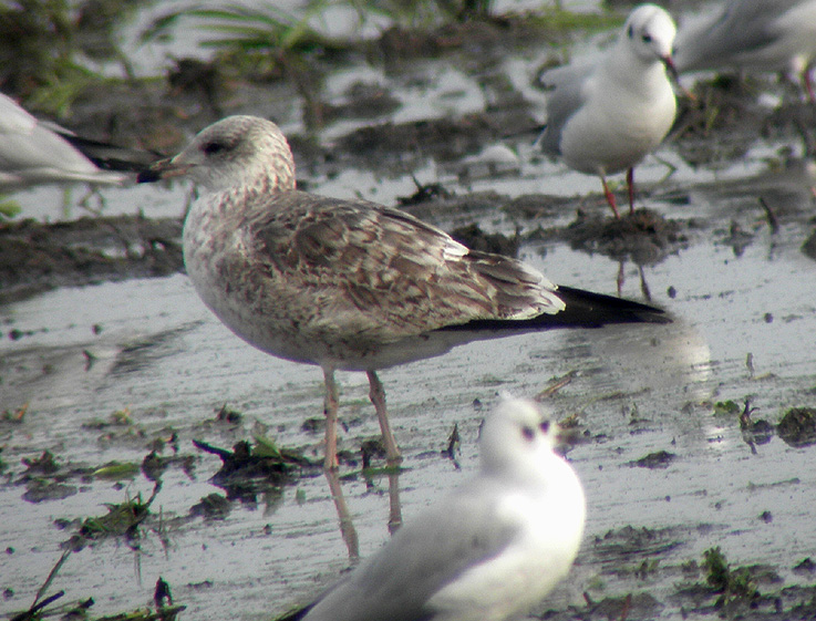 Gaviota 02.jpg
