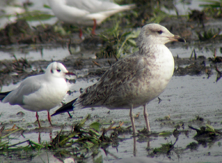 Gaviota 01.jpg