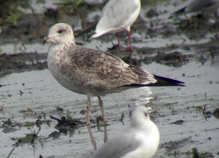 Gaviota 03.jpg