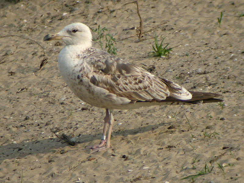 DSCN2890.jpg