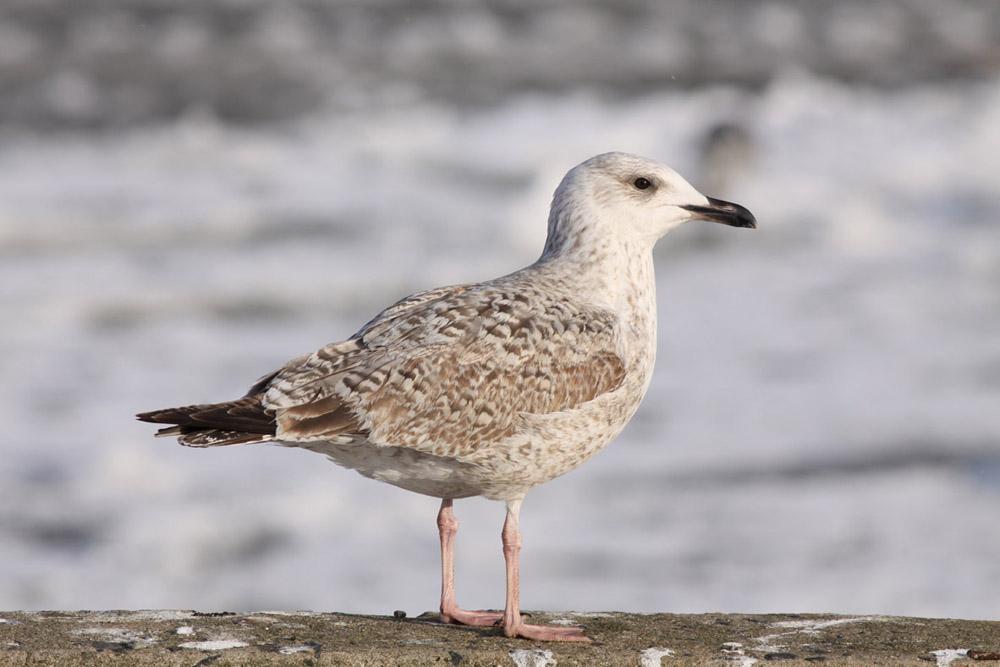 Gull 1838.jpg
