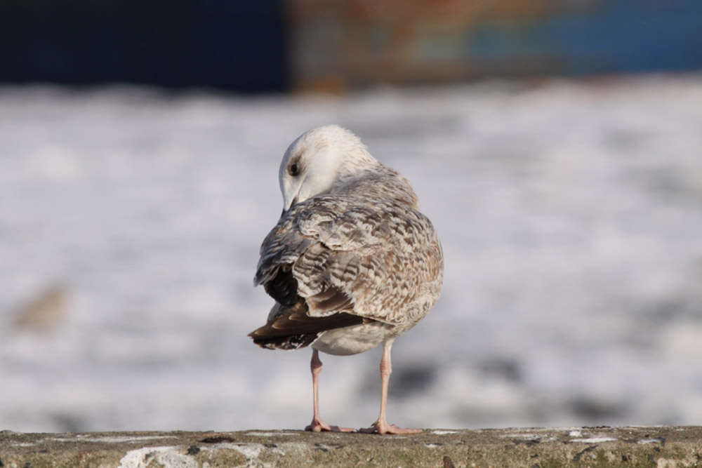 Gull 1827.jpg