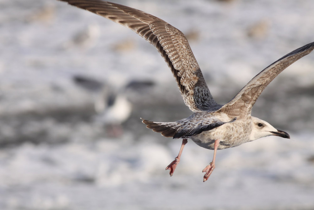 Gull 1843.jpg