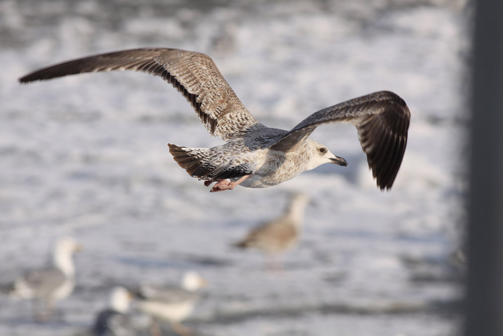 Gull 1844.jpg