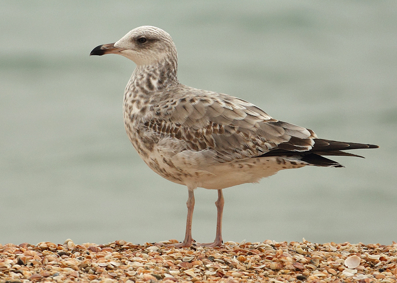 Gull Sp. 2nd CY AE4F2688 Ashdod 4.2.11.jpg