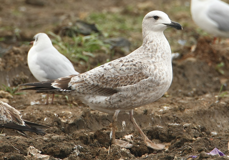 021311%20-%20Yellow-legged%20Gull%201st%20winter%20Pitsea%20Tip%20WEB%20128.JPG