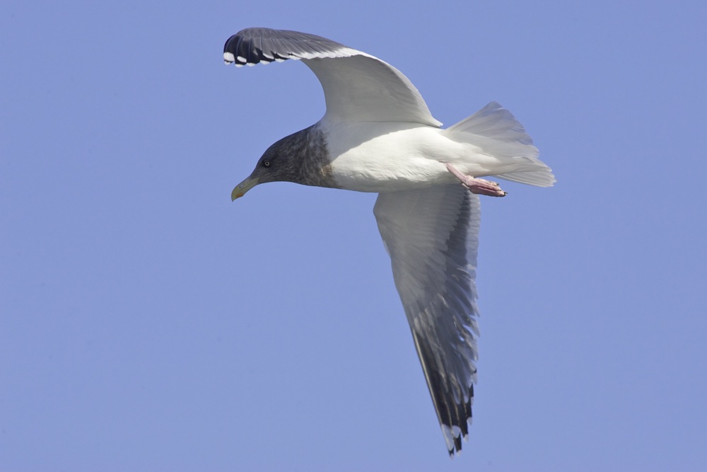 hooded gull1.jpg