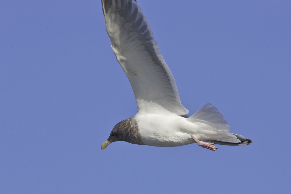 hooded gull2.jpg