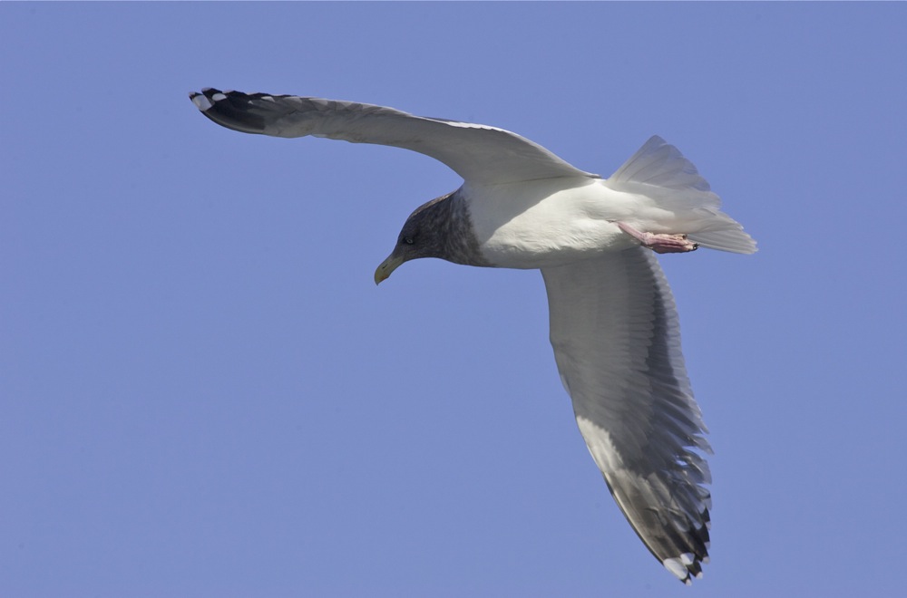 hooded gull3.jpg