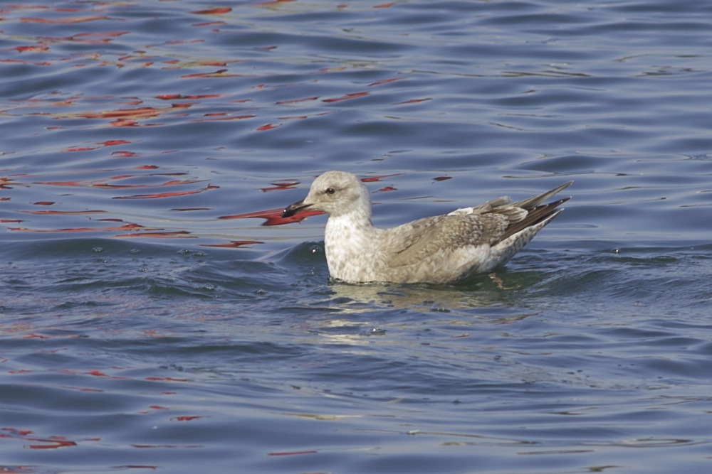 2011-01-25 unid gull.jpg