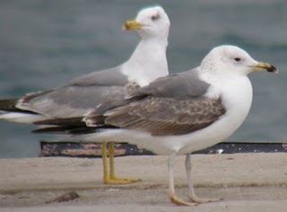 27032009_str.JPG