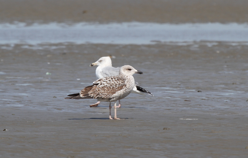 GullSpec_1c_Oostduinkerke_10-04-2011_002.JPG