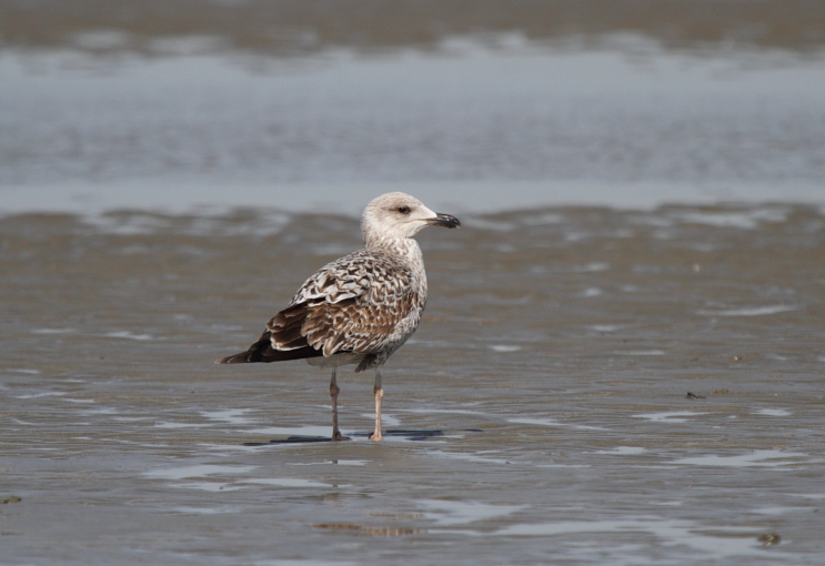 GullSpec_1c_Oostduinkerke_10-04-2011_003.JPG