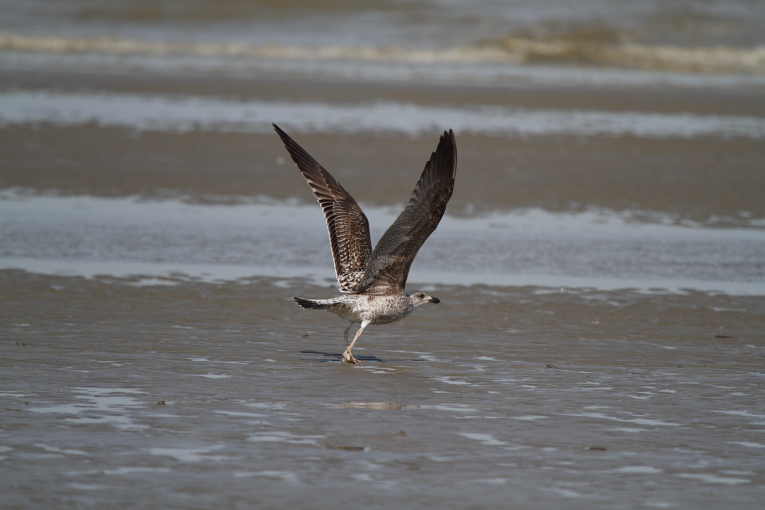 GullSpec_1c_Oostduinkerke_10-04-2011_005.JPG