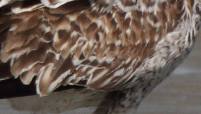 GullSpec_1c_Oostduinkerke_10-04-2011_003_detail.JPG