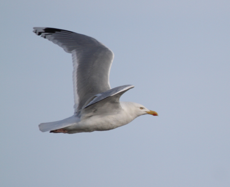 HybridVikingGull_ad_Oostende_22-05-2011_002.JPG