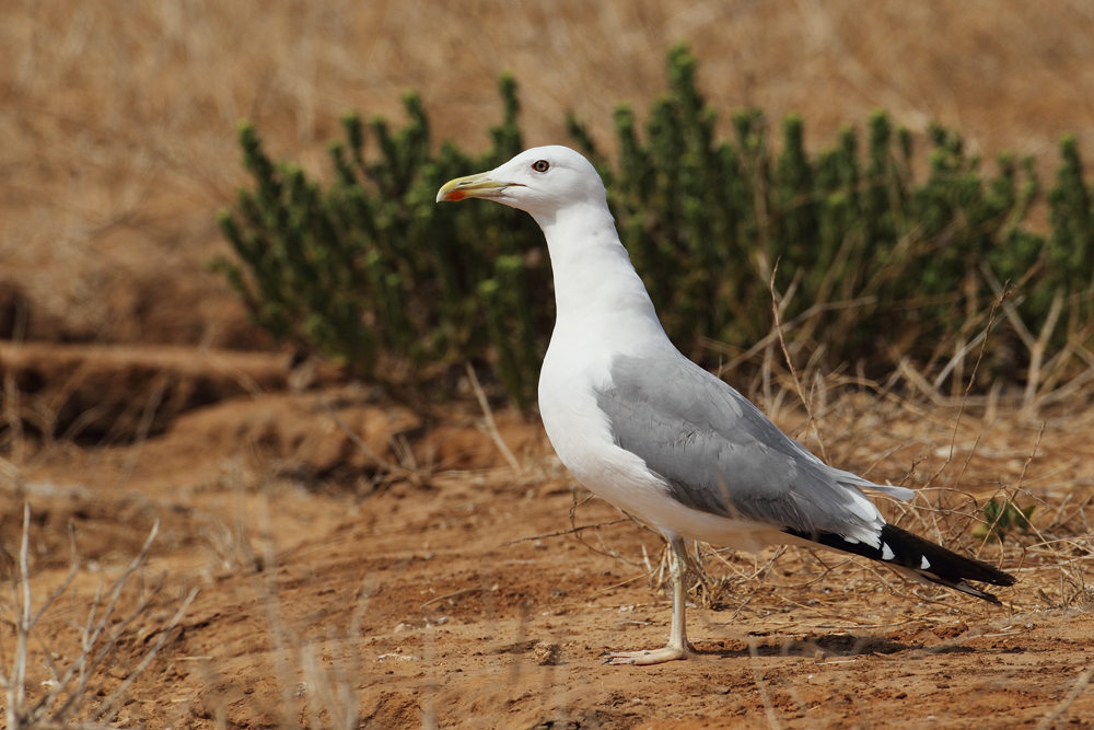 Caspian Gull male size AE4F2897 Ashdod 23.9.11.jpg