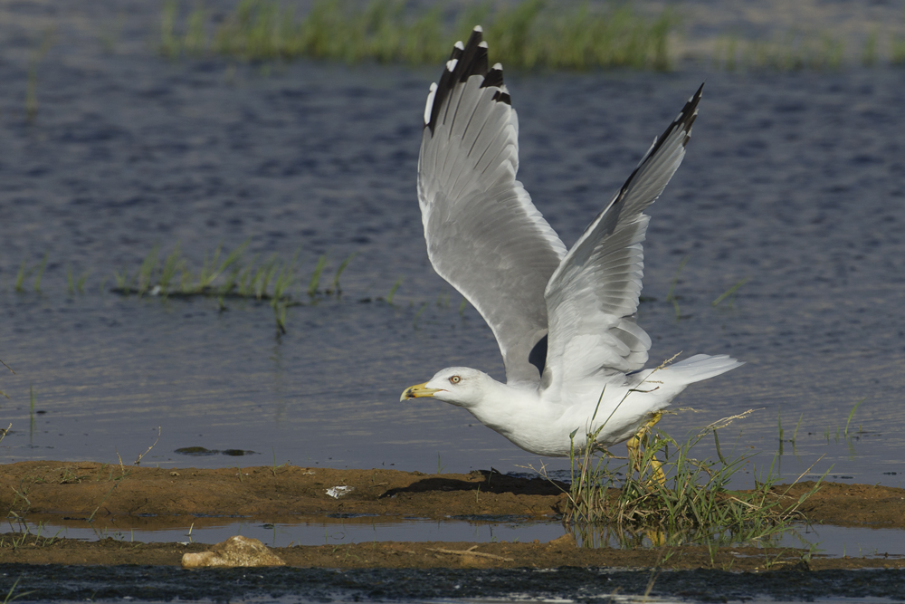 Yellow Legged Gull (possible) AE4F3532 Ashdod 29.9.11.jpg